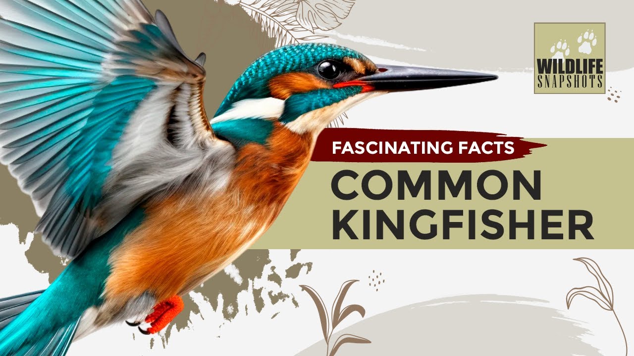 “Glimpse into Nature’s Jewel: The Fascinating World of the Common Kingfisher